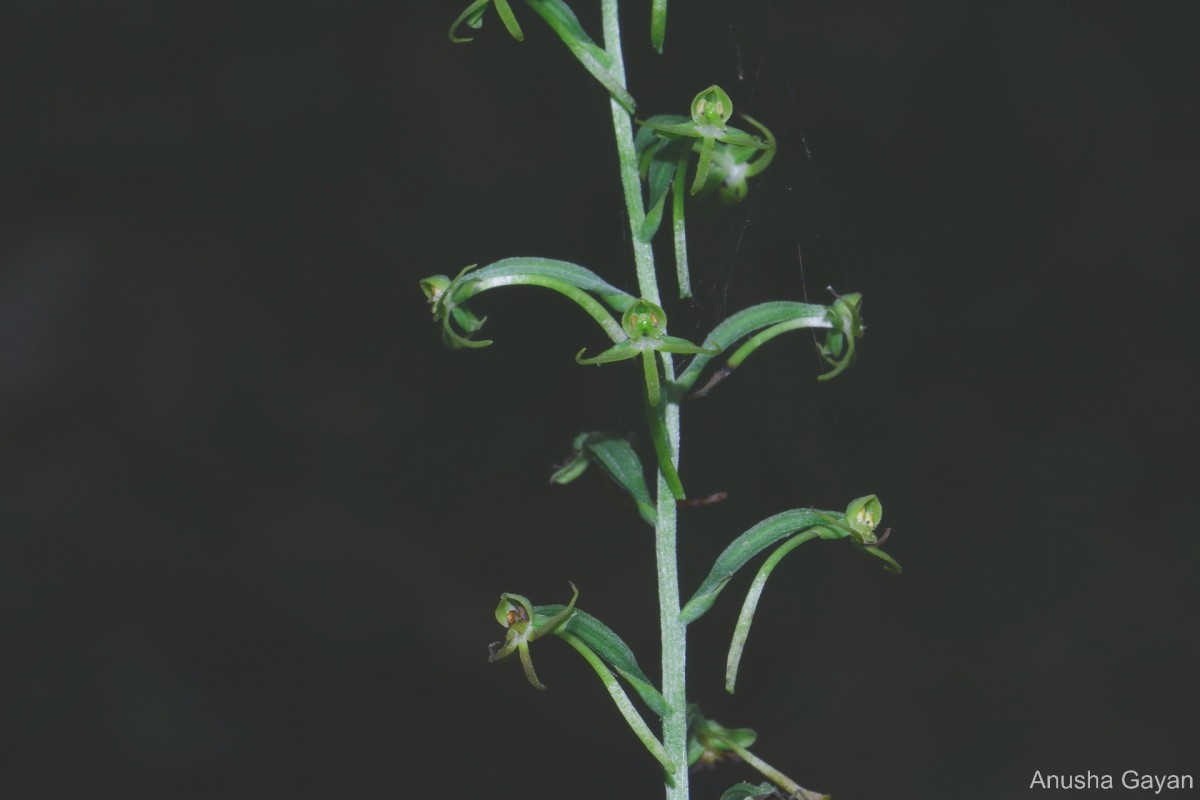 Habenaria viridiflora (Rottler ex Sw.) R.Br. ex Spreng.